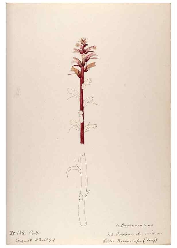 Reproducción/Reproduction 48792689696: [Water-color sketches of plants of North America and Europe]. . 
