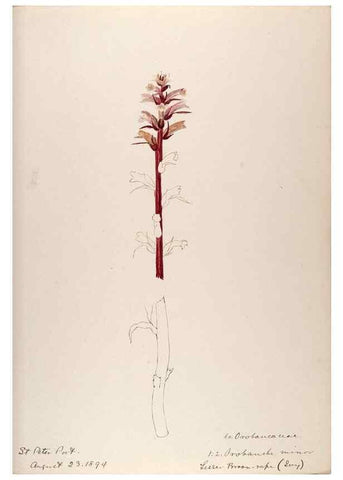 Reproducción/Reproduction 48792689696: [Water-color sketches of plants of North America and Europe]. . 