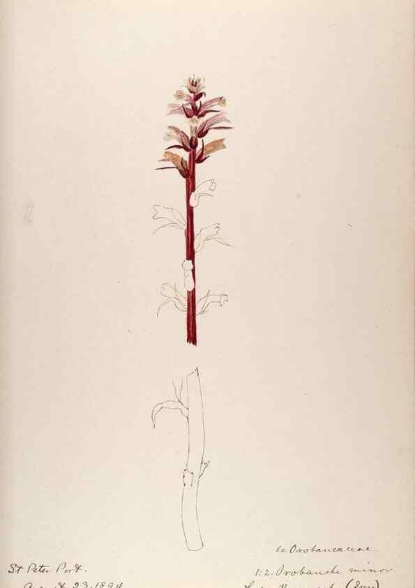 Reproducción/Reproduction 48792689696: [Water-color sketches of plants of North America and Europe]. . 