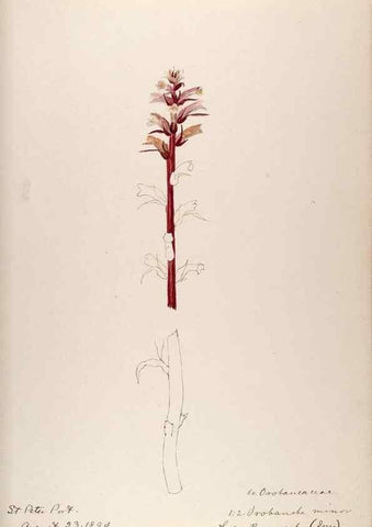 Reproducción/Reproduction 48792689696: [Water-color sketches of plants of North America and Europe]. . 