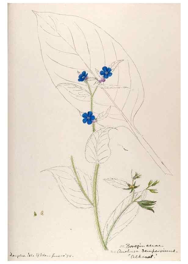 Reproducción/Reproduction 48792830642: [Water-color sketches of plants of North America and Europe]. . 