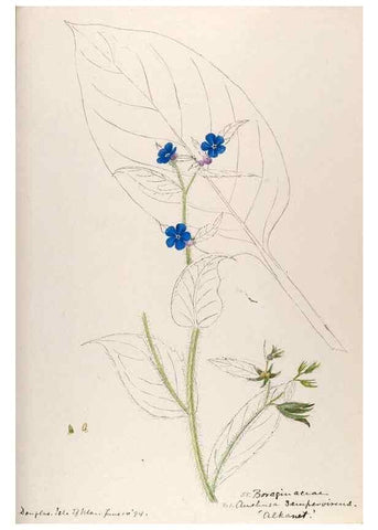 Reproducción/Reproduction 48792830642: [Water-color sketches of plants of North America and Europe]. . 