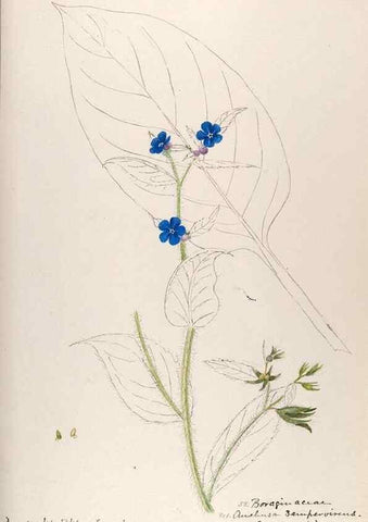 Reproducción/Reproduction 48792830642: [Water-color sketches of plants of North America and Europe]. . 