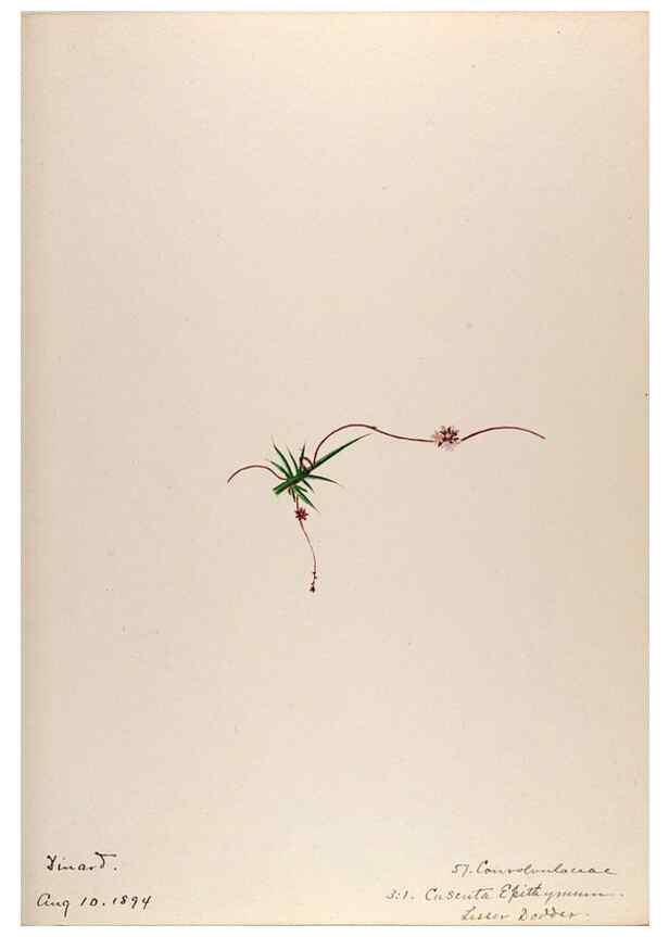Reproducción/Reproduction 48792830447: [Water-color sketches of plants of North America and Europe]. . 