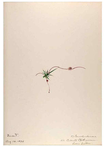 Reproducción/Reproduction 48792830447: [Water-color sketches of plants of North America and Europe]. . 