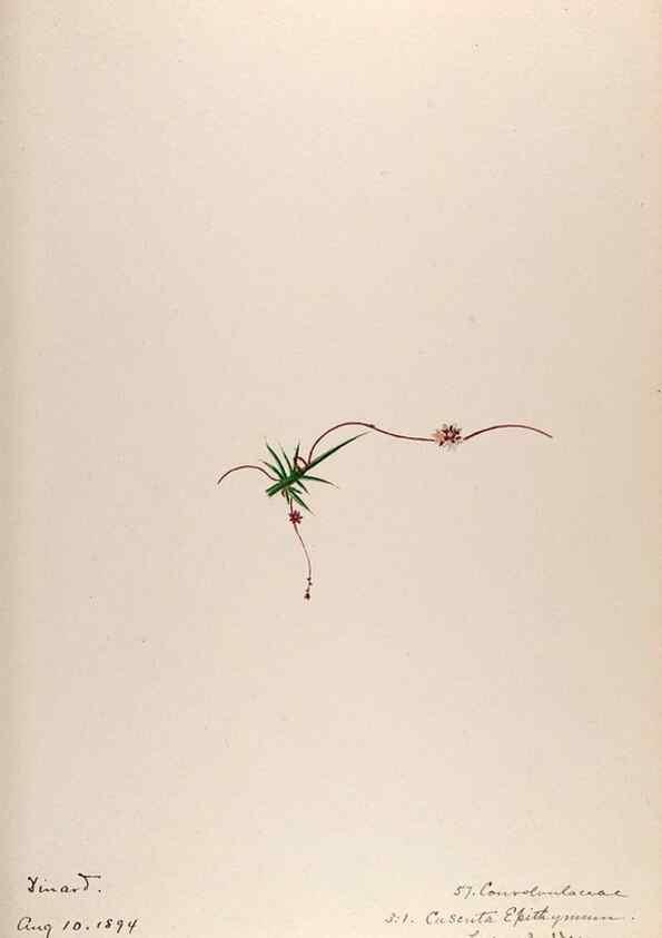 Reproducción/Reproduction 48792830447: [Water-color sketches of plants of North America and Europe]. . 