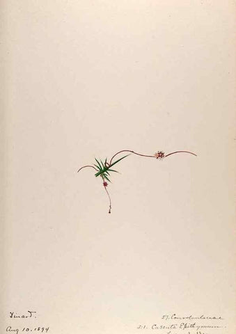 Reproducción/Reproduction 48792830447: [Water-color sketches of plants of North America and Europe]. . 