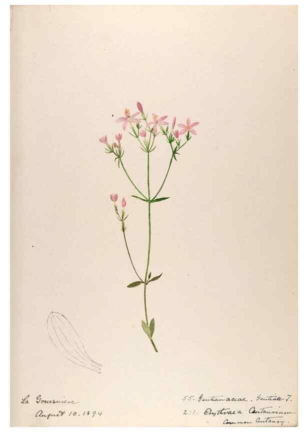 Reproducción/Reproduction 48792322088: [Water-color sketches of plants of North America and Europe]. . 