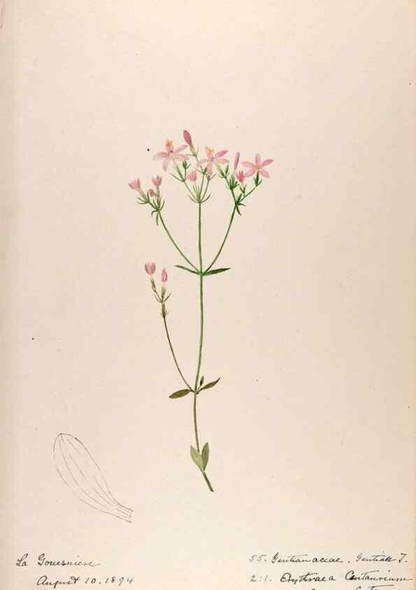 Reproducción/Reproduction 48792322088: [Water-color sketches of plants of North America and Europe]. . 