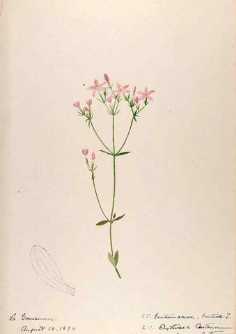 Reproducción/Reproduction 48792322088: [Water-color sketches of plants of North America and Europe]. . 