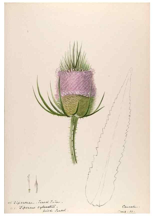 Reproducción/Reproduction 48792318848: [Water-color sketches of plants of North America and Europe]. . 