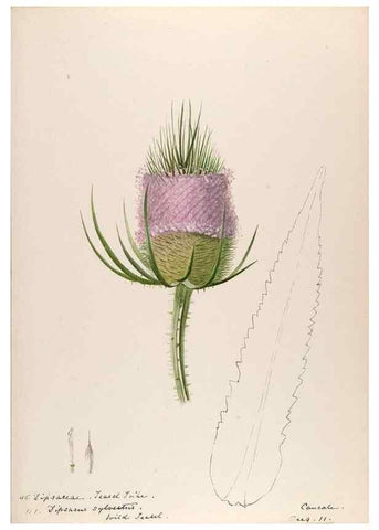 Reproducción/Reproduction 48792318848: [Water-color sketches of plants of North America and Europe]. . 
