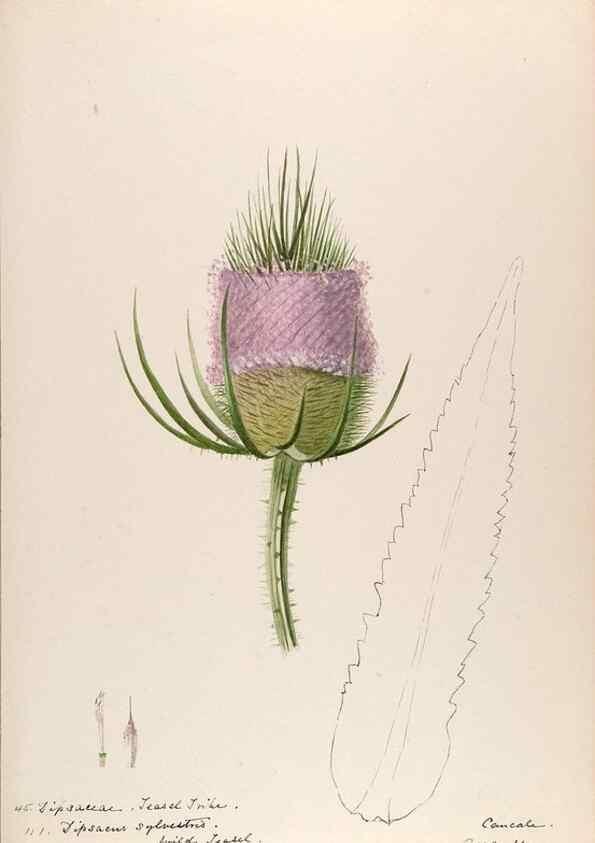 Reproducción/Reproduction 48792318848: [Water-color sketches of plants of North America and Europe]. . 