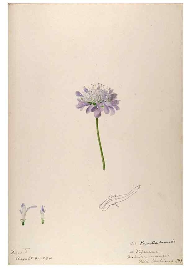 Reproducción/Reproduction 48792319103: [Water-color sketches of plants of North America and Europe]. . 