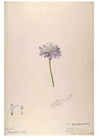 Reproducción/Reproduction 48792319103: [Water-color sketches of plants of North America and Europe]. . 