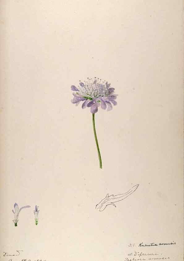 Reproducción/Reproduction 48792319103: [Water-color sketches of plants of North America and Europe]. . 