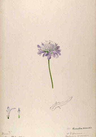 Reproducción/Reproduction 48792319103: [Water-color sketches of plants of North America and Europe]. . 