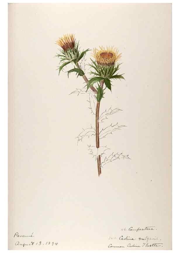 Reproducción/Reproduction 48792827647: [Water-color sketches of plants of North America and Europe]. . 