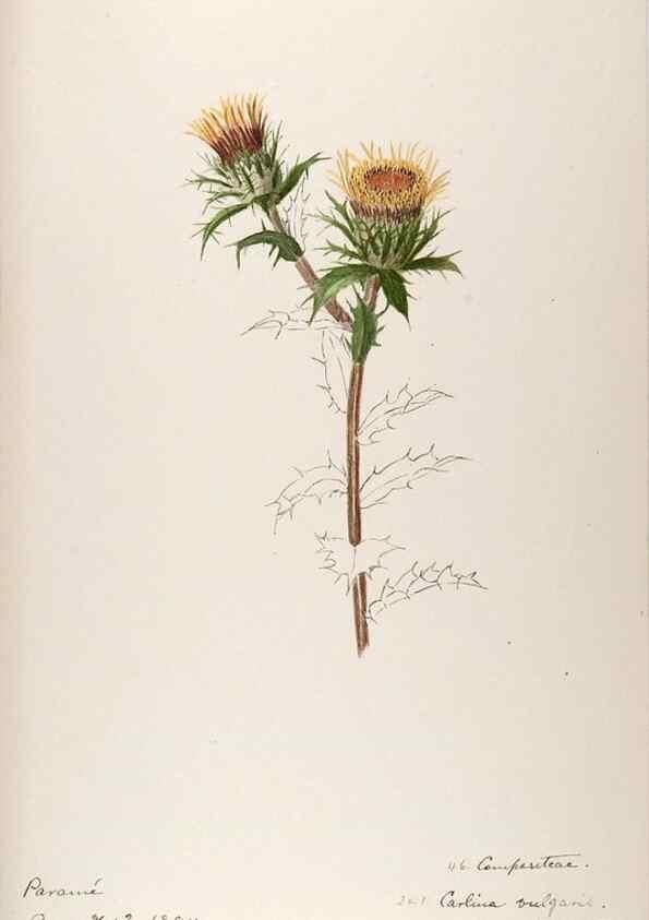Reproducción/Reproduction 48792827647: [Water-color sketches of plants of North America and Europe]. . 