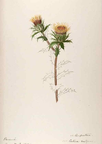 Reproducción/Reproduction 48792827647: [Water-color sketches of plants of North America and Europe]. . 