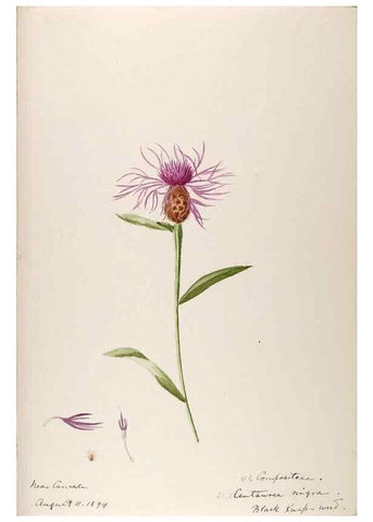 Reproducción/Reproduction 48792686641: [Water-color sketches of plants of North America and Europe]. . 