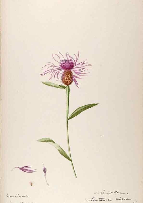 Reproducción/Reproduction 48792686641: [Water-color sketches of plants of North America and Europe]. . 