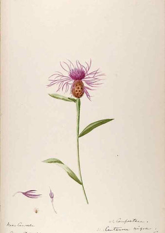 Reproducción/Reproduction 48792686641: [Water-color sketches of plants of North America and Europe]. . 