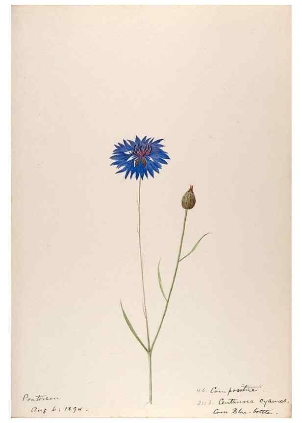 Reproducción/Reproduction 48792686901: [Water-color sketches of plants of North America and Europe]. . 