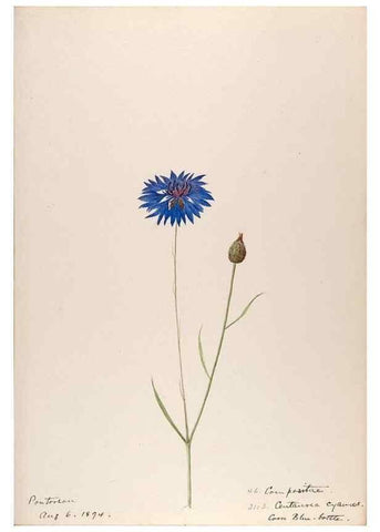Reproducción/Reproduction 48792686901: [Water-color sketches of plants of North America and Europe]. . 
