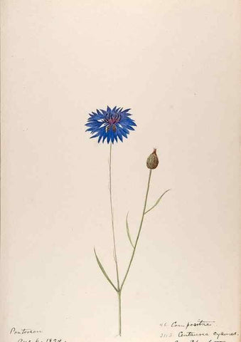 Reproducción/Reproduction 48792686901: [Water-color sketches of plants of North America and Europe]. . 