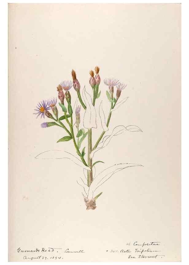 Reproducción/Reproduction 48792828152: [Water-color sketches of plants of North America and Europe]. . 