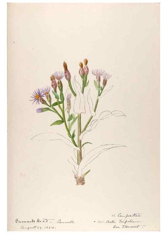 Reproducción/Reproduction 48792828152: [Water-color sketches of plants of North America and Europe]. . 