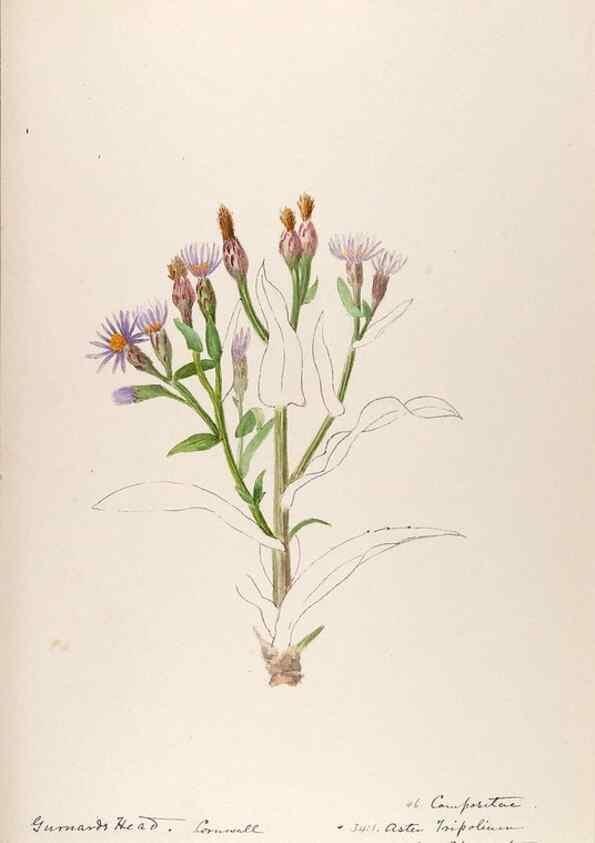 Reproducción/Reproduction 48792828152: [Water-color sketches of plants of North America and Europe]. . 