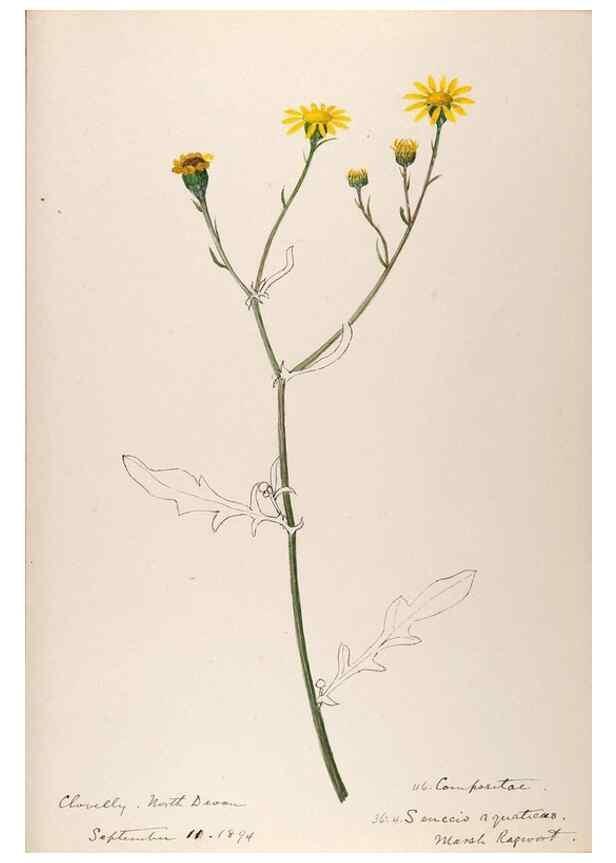 Reproducción/Reproduction 48792320103: [Water-color sketches of plants of North America and Europe]. . 