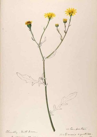 Reproducción/Reproduction 48792320103: [Water-color sketches of plants of North America and Europe]. . 