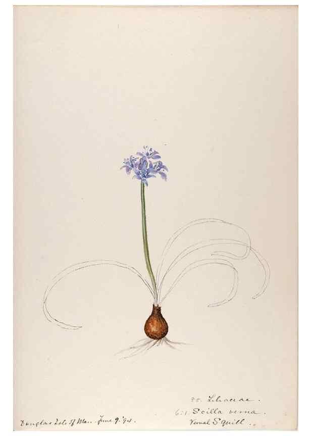 Reproducción/Reproduction 48792834057: [Water-color sketches of plants of North America and Europe]. . 