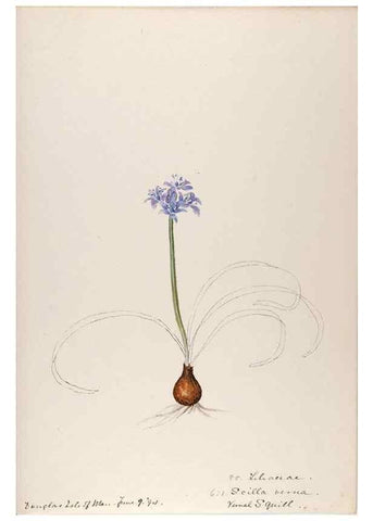 Reproducción/Reproduction 48792834057: [Water-color sketches of plants of North America and Europe]. . 