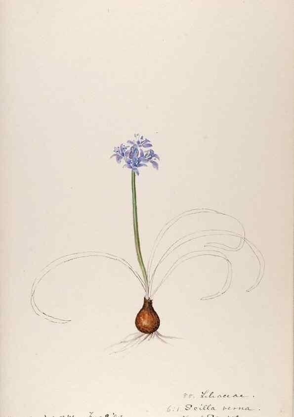 Reproducción/Reproduction 48792834057: [Water-color sketches of plants of North America and Europe]. . 