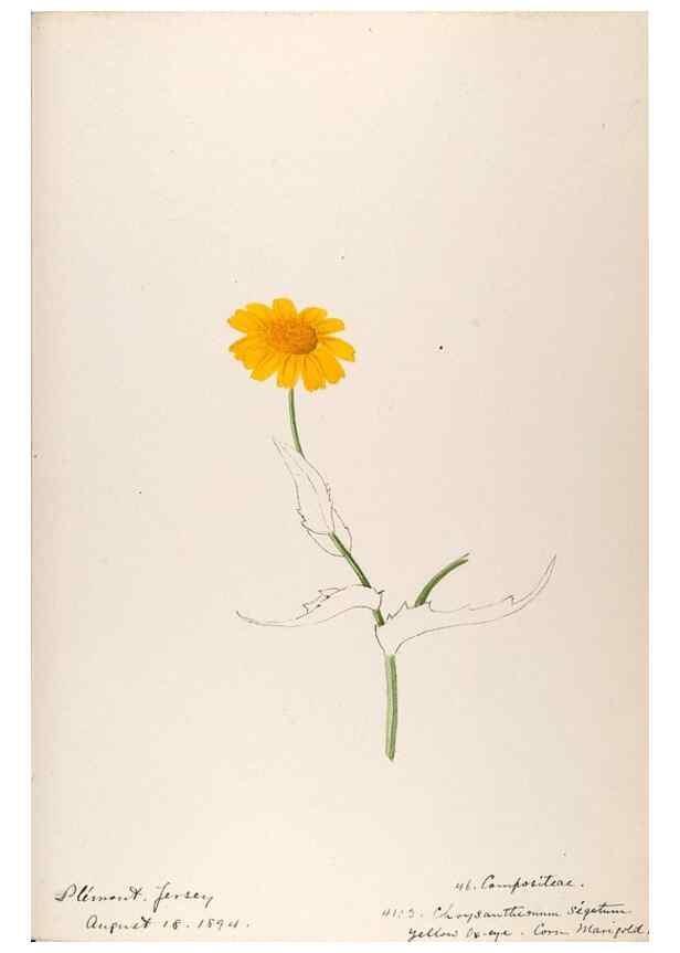 Reproducción/Reproduction 48792687456: [Water-color sketches of plants of North America and Europe]. . 