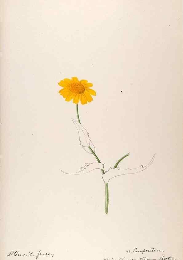 Reproducción/Reproduction 48792687456: [Water-color sketches of plants of North America and Europe]. . 