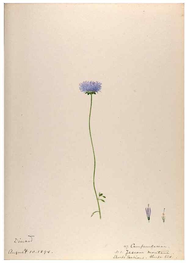 Reproducción/Reproduction 48792320713: [Water-color sketches of plants of North America and Europe]. . 