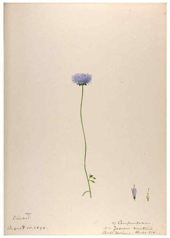 Reproducción/Reproduction 48792320713: [Water-color sketches of plants of North America and Europe]. . 