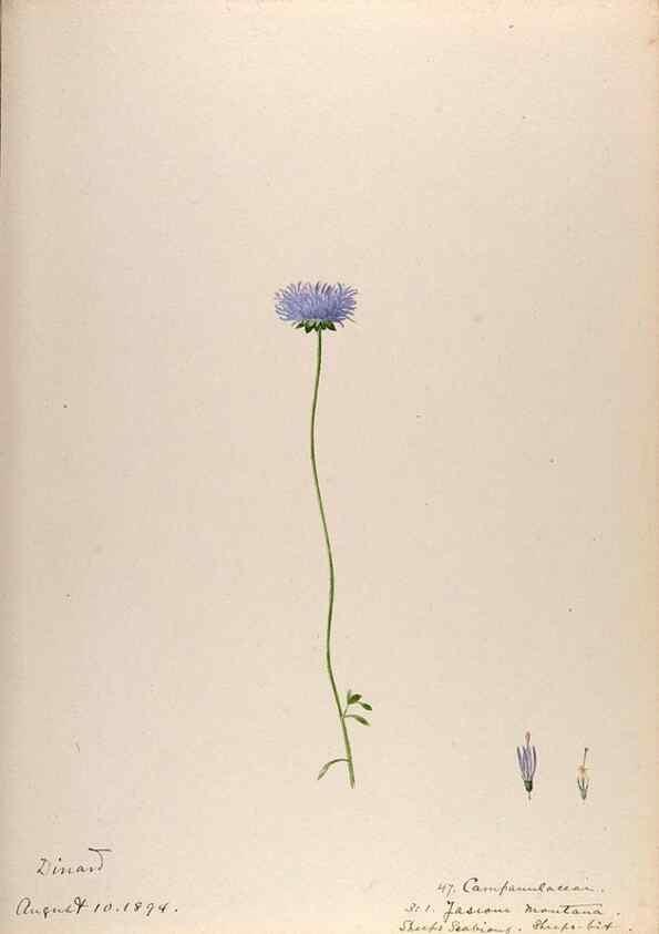 Reproducción/Reproduction 48792320713: [Water-color sketches of plants of North America and Europe]. . 
