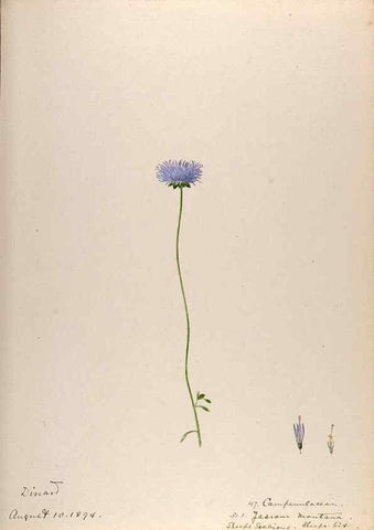 Reproducción/Reproduction 48792320713: [Water-color sketches of plants of North America and Europe]. . 