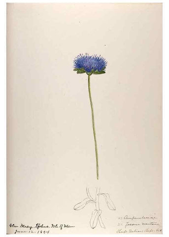 Reproducción/Reproduction 48792320878: [Water-color sketches of plants of North America and Europe]. . 