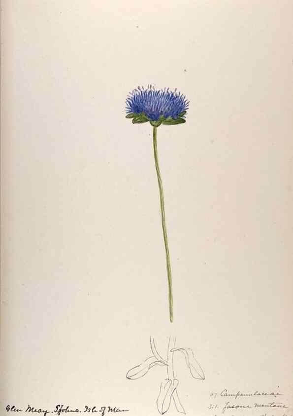 Reproducción/Reproduction 48792320878: [Water-color sketches of plants of North America and Europe]. . 