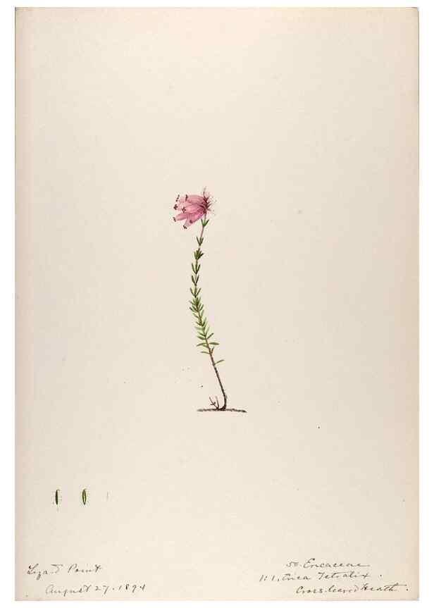 Reproducción/Reproduction 48792688166: [Water-color sketches of plants of North America and Europe]. . 
