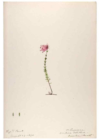 Reproducción/Reproduction 48792688166: [Water-color sketches of plants of North America and Europe]. . 
