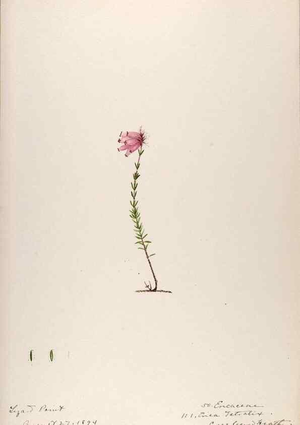 Reproducción/Reproduction 48792688166: [Water-color sketches of plants of North America and Europe]. . 