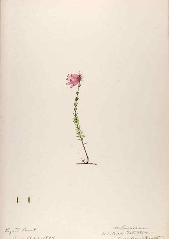 Reproducción/Reproduction 48792688166: [Water-color sketches of plants of North America and Europe]. . 